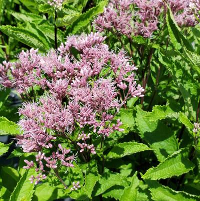 Eupatorium dubium 'Little Pye'