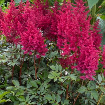 Astilbe japonica 'Go Go Red'