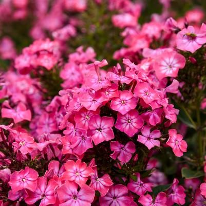 Phlox paniculata LUMINARY® 'Pink Lightning'