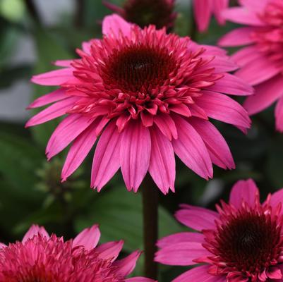 Echinacea Double Scoop™ Watermelon Deluxe