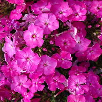 Phlox Volcano® Volcano® Pink