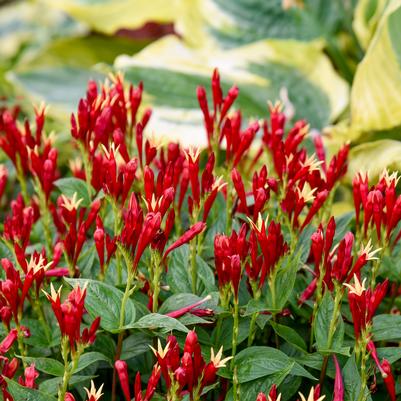 Spigelia marilandica 'Apple Slices'