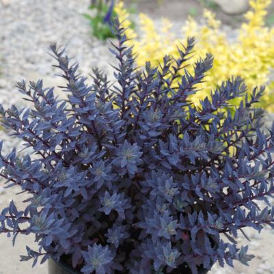 Sedum x Sunsparkler® 'Sapphire Tuffet'
