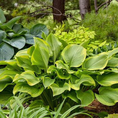 Hosta SHADOWLAND® 'Lone Star'