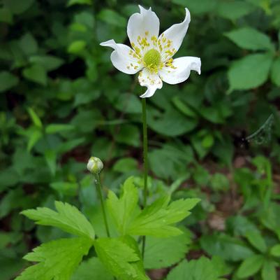 Anemone virginiana 