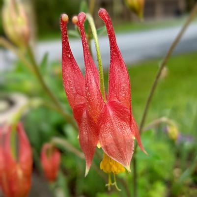 Aquilegia canadensis 