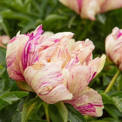 Paeonia x ITOH 'Lollipop'
