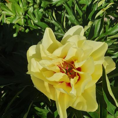 Paeonia x ITOH 'Yellow Waterlily'