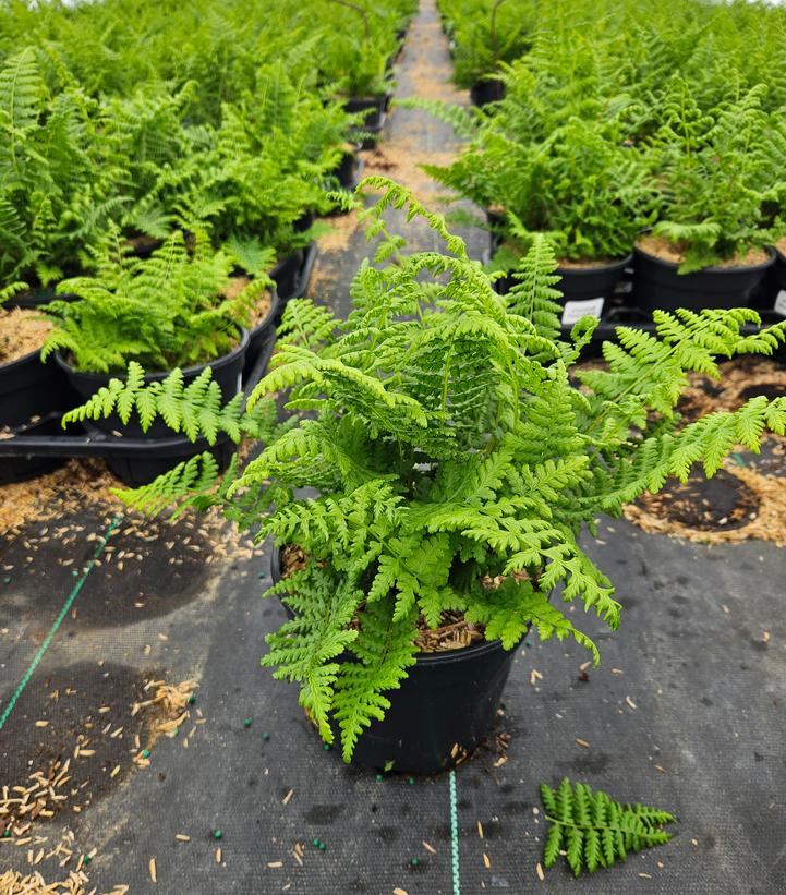 Athyrium filix femina 