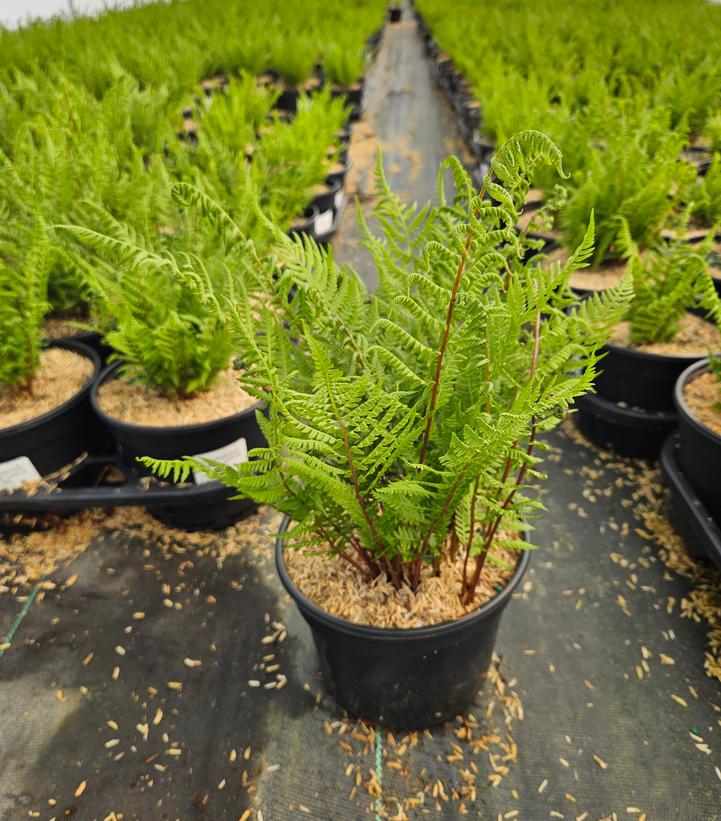 Athyrium filix femina Lady in Red