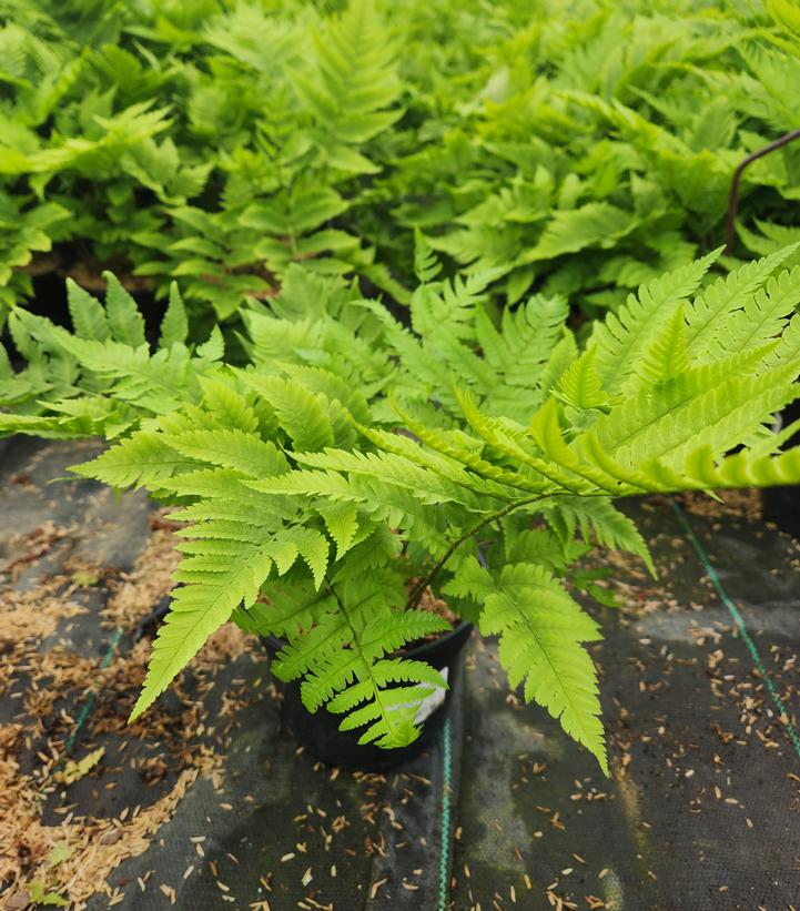 Dryopteris goldiana 