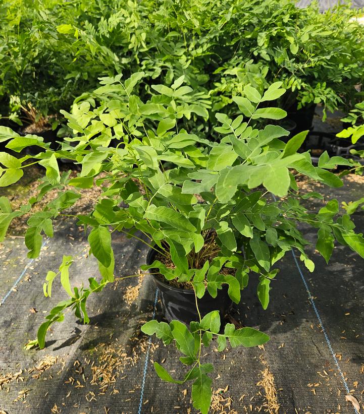 Osmunda regalis 