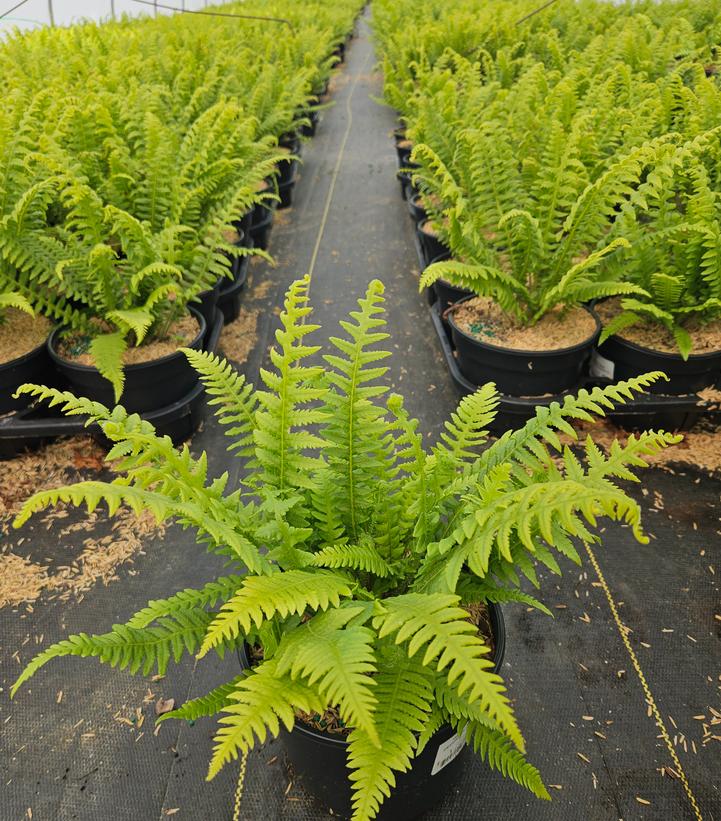 Thelypteris decursive-pinnata 