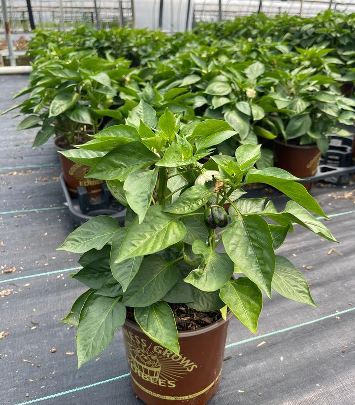 Pepper Purple Beauty