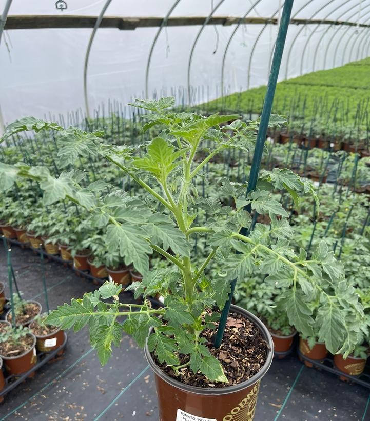 Tomato Yellow Pear