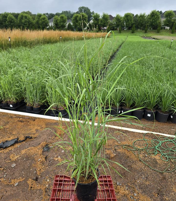 Panicum virgatum Heavy Metal