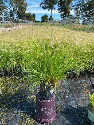 Pennisetum alopecuroides Lumen Gold&… Pennisetum alopecuroides Lumen Gold&…