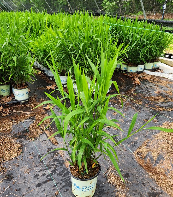 Chasmanthium latifolium 