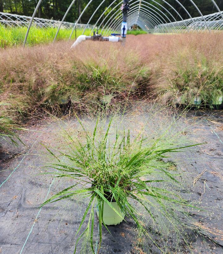 Eragrostis spectabilis 