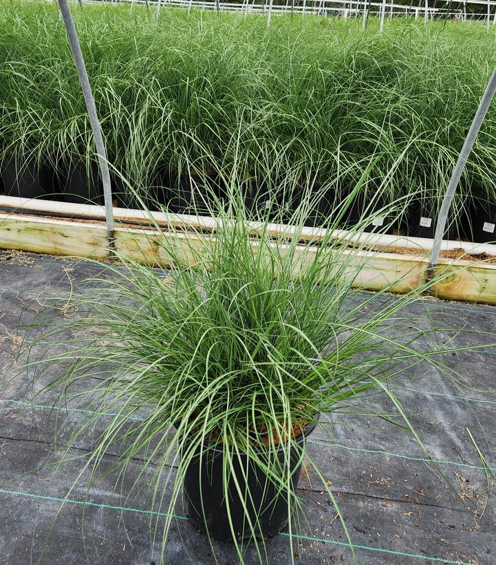 Miscanthus sinensis Adagio