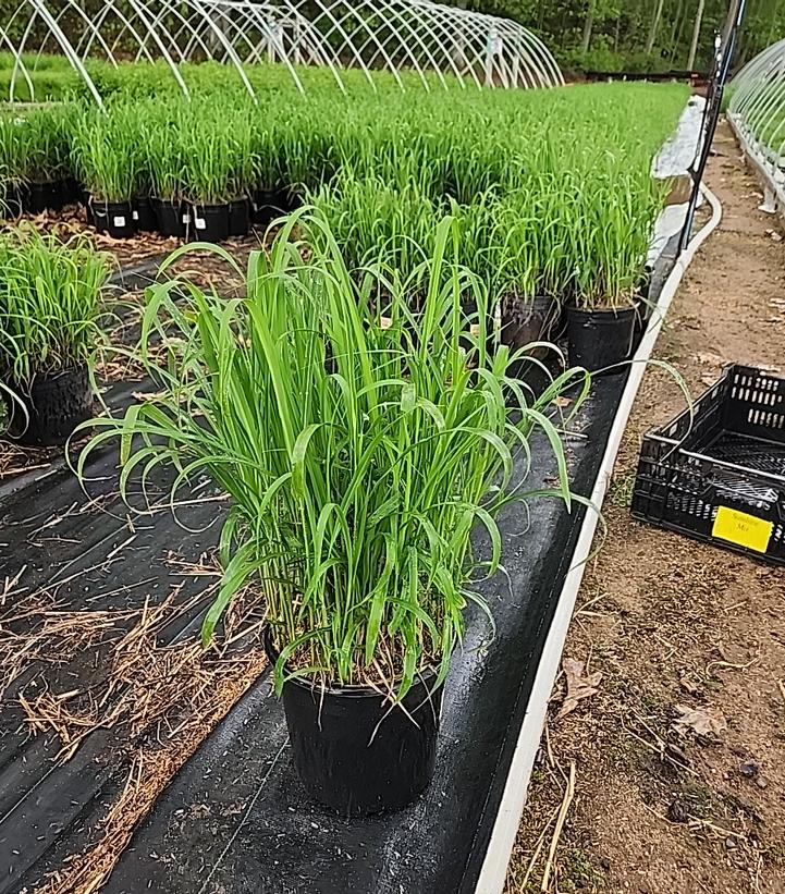 Miscanthus sinensis 'Purpurascens'