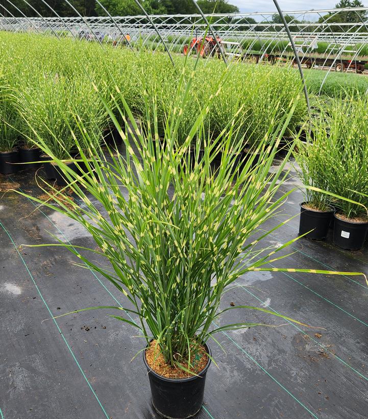 Miscanthus sinensis Strictus