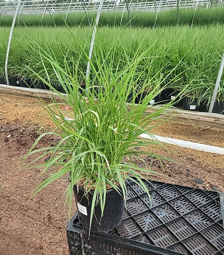 Pennisetum orientale Karley Rose