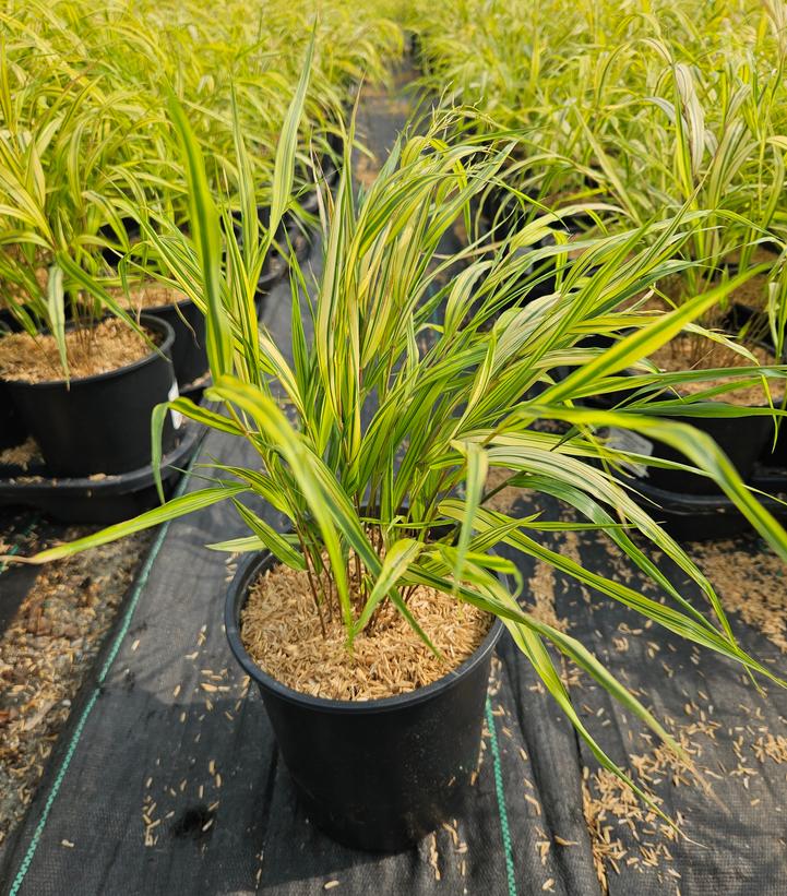 Hakonechloa macra 'Aureola'