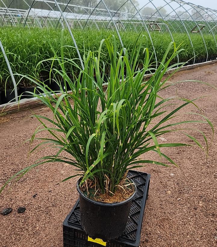 Miscanthus sinensis Strictus