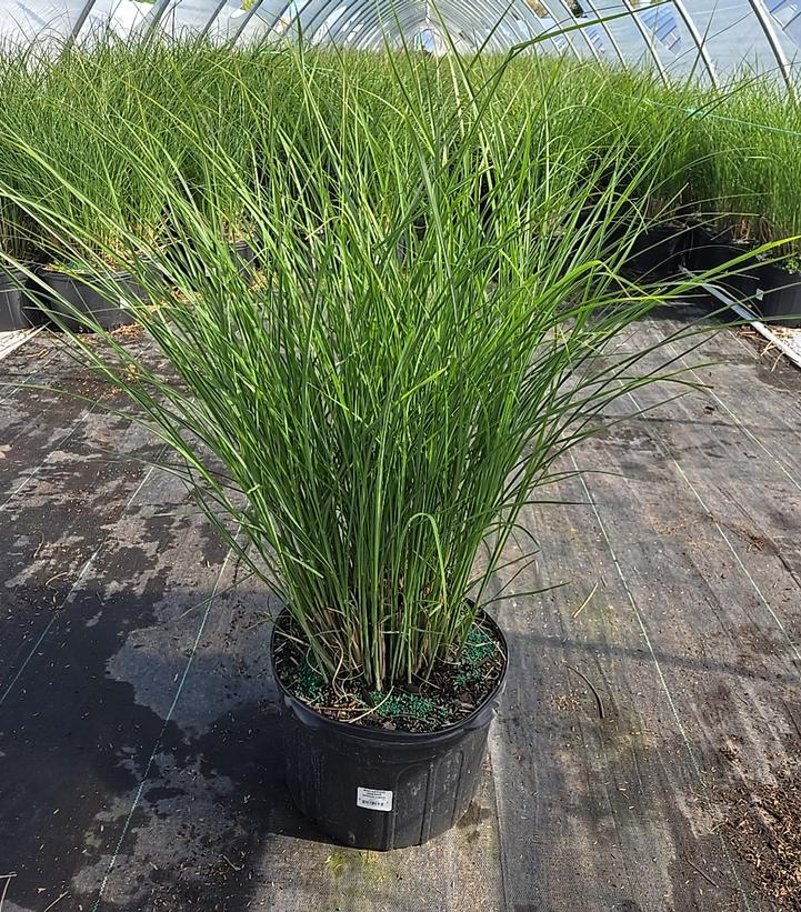 Miscanthus sinensis 'Gracillimus'