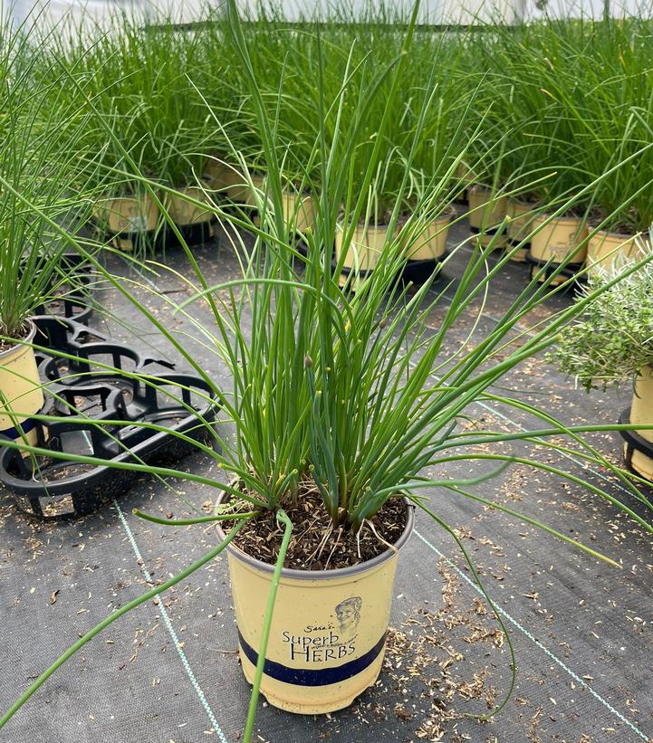Allium schoenoprasum 'Staro'