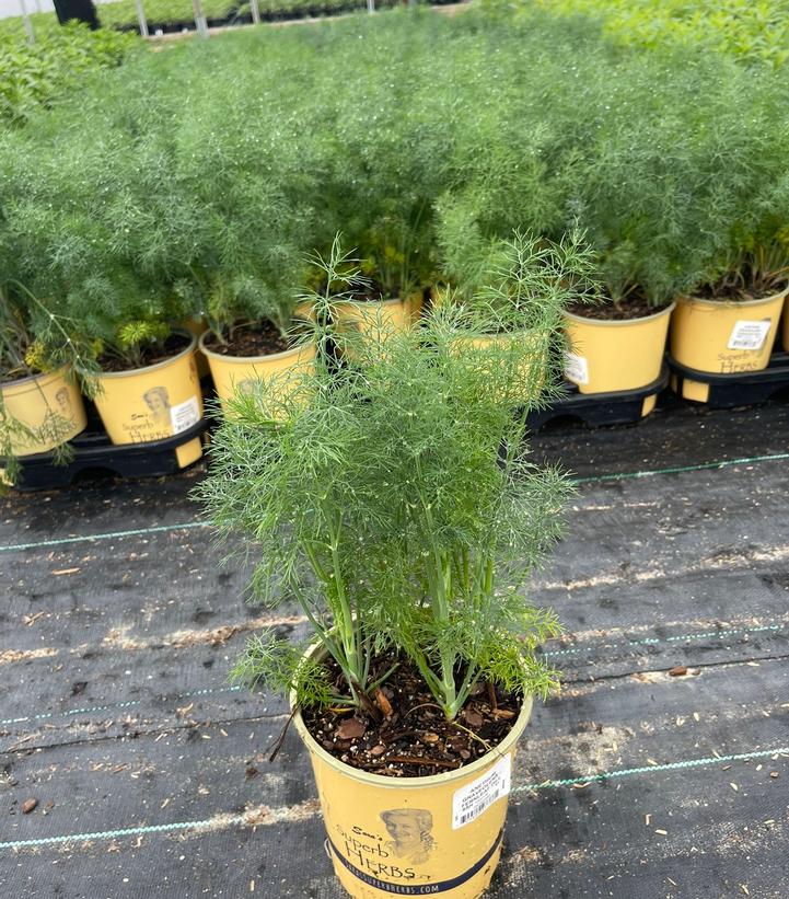 Anethum graveolens 