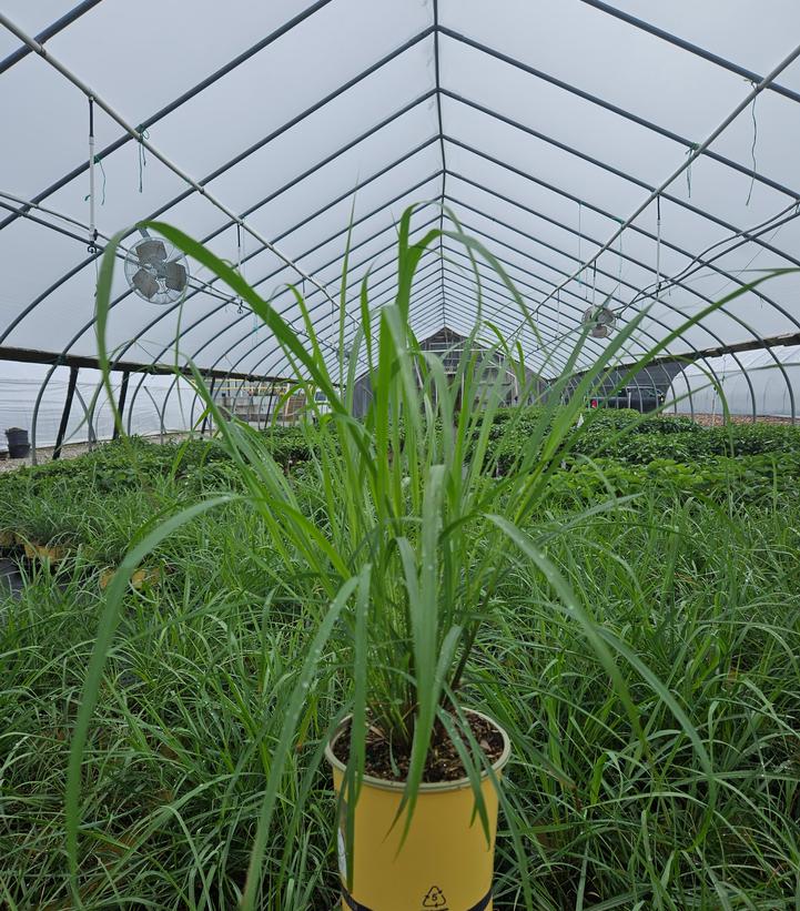 Cymbopogon citratus 