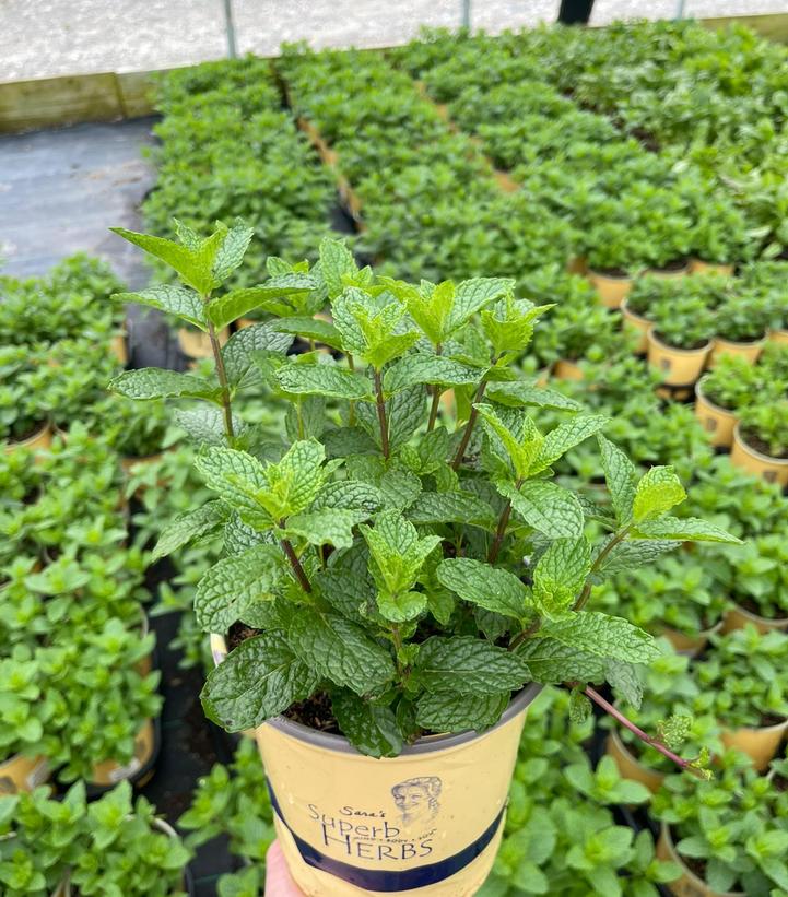 Mentha x. Mojito