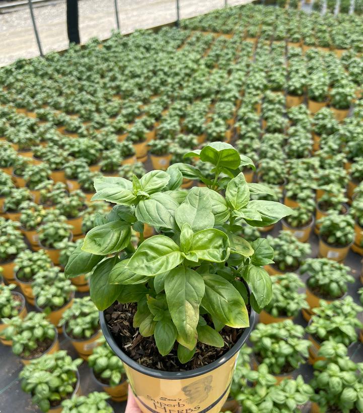 Ocimum b. 'Genovese'