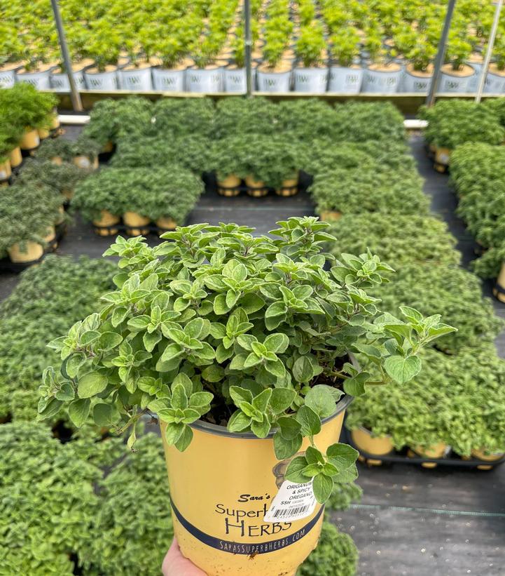 Origanum Hot & Spicy