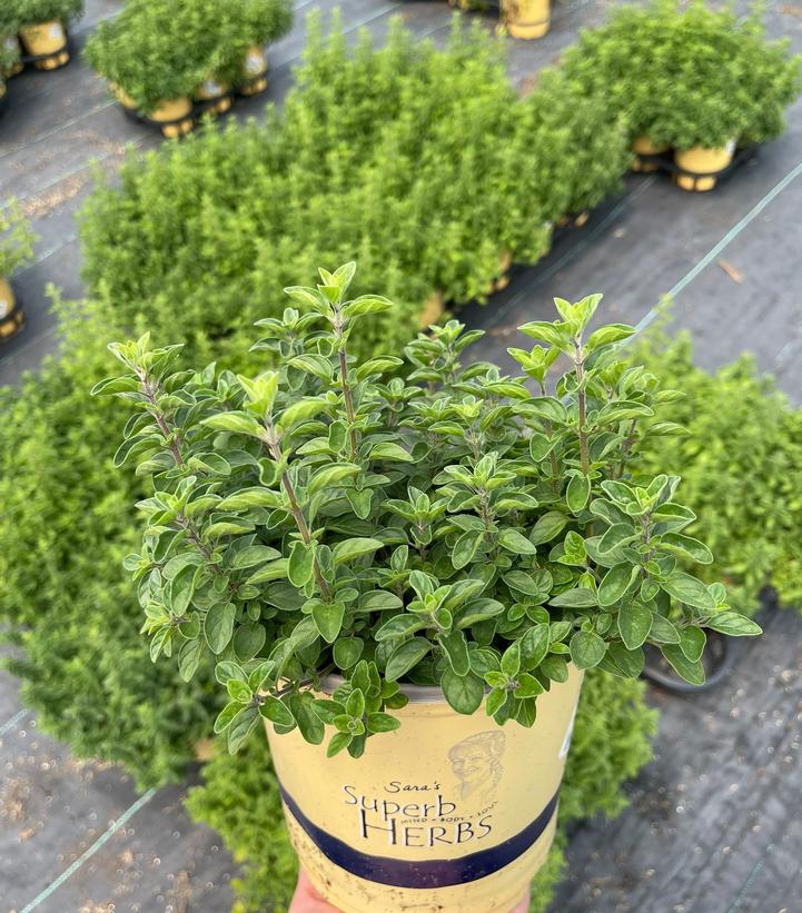 Origanum vul. Supreme