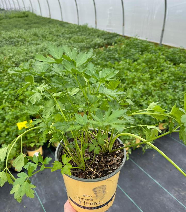 Petroselinum crispum Italian