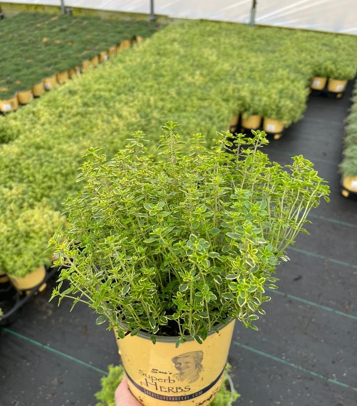 Thymus citriodorus 'Aureus'