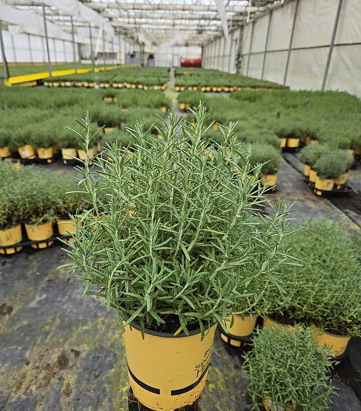 Rosmarinus officinalis 'Arp'