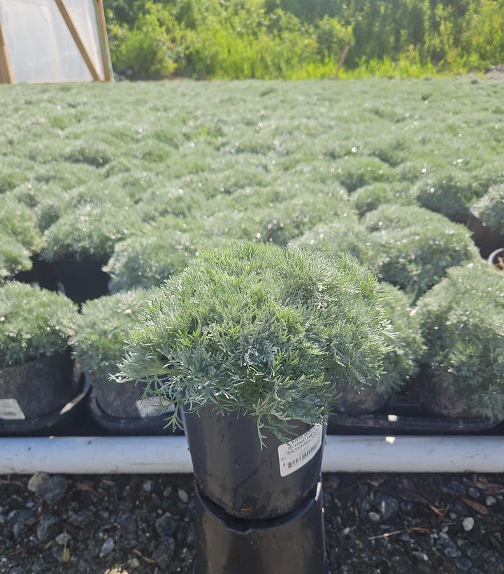 Artemisia schmidtiana Silver Mound