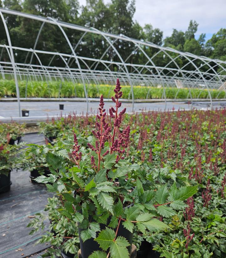 Astilbe chinensis 'Vision in Red'