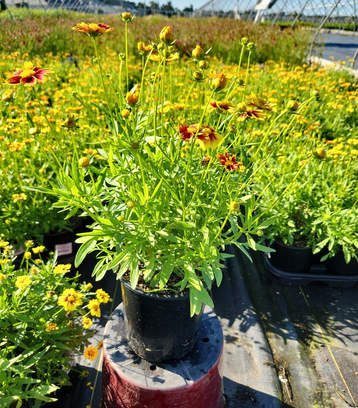 Coreopsis x Li'l Bang™ 'Enchanted Eve'