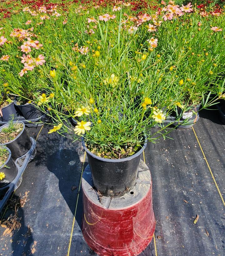 Coreopsis verticillata 'Moonbeam'