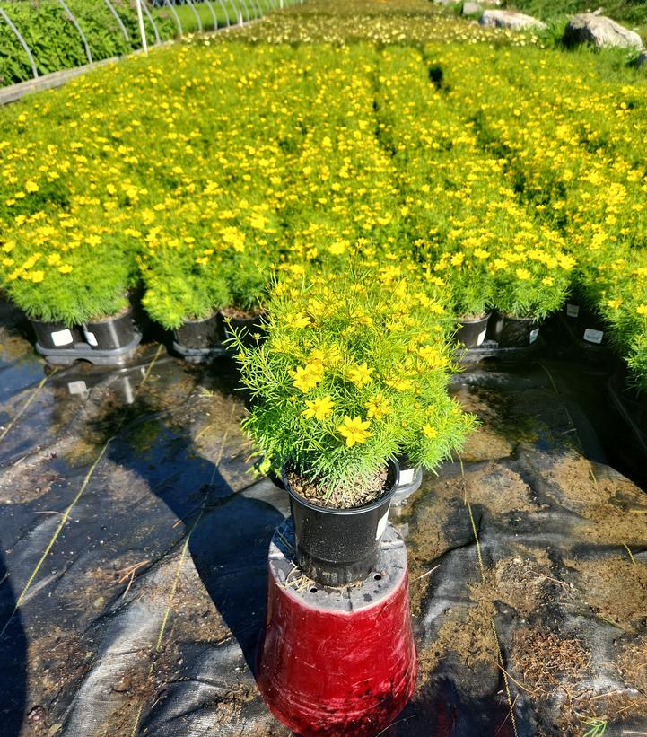 Coreopsis verticillata 'Zagreb'