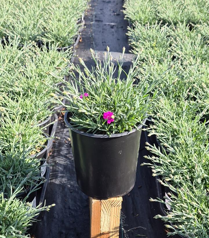 Dianthus 'Neon Star'