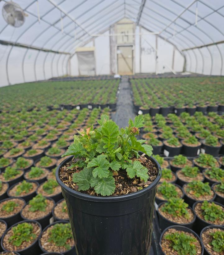 Geum Cocktail™ Mai Tai