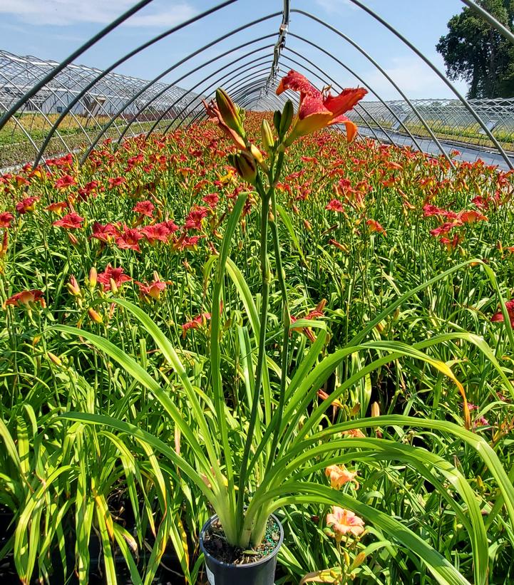 Hemerocallis 'Chicago Apache'