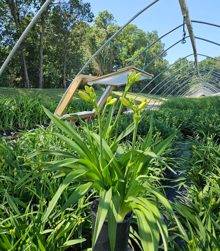 Hemerocallis Daring Deception