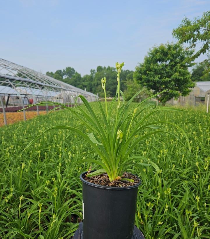 Hemerocallis Happy Returns